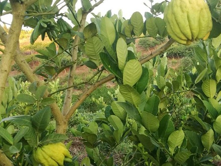 川佛手種植技術(shù)介紹